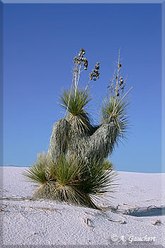 Buschige Soaptree Yucca